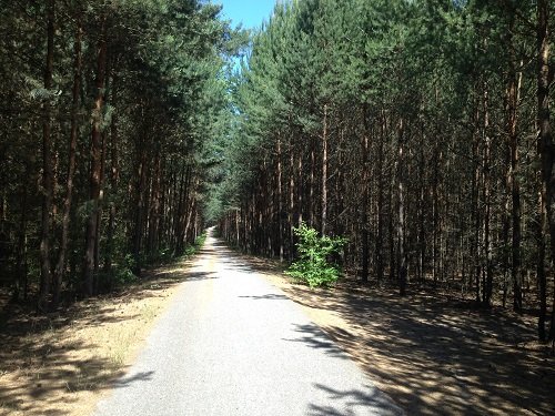 Forêt le long de l'ancien no man's land
